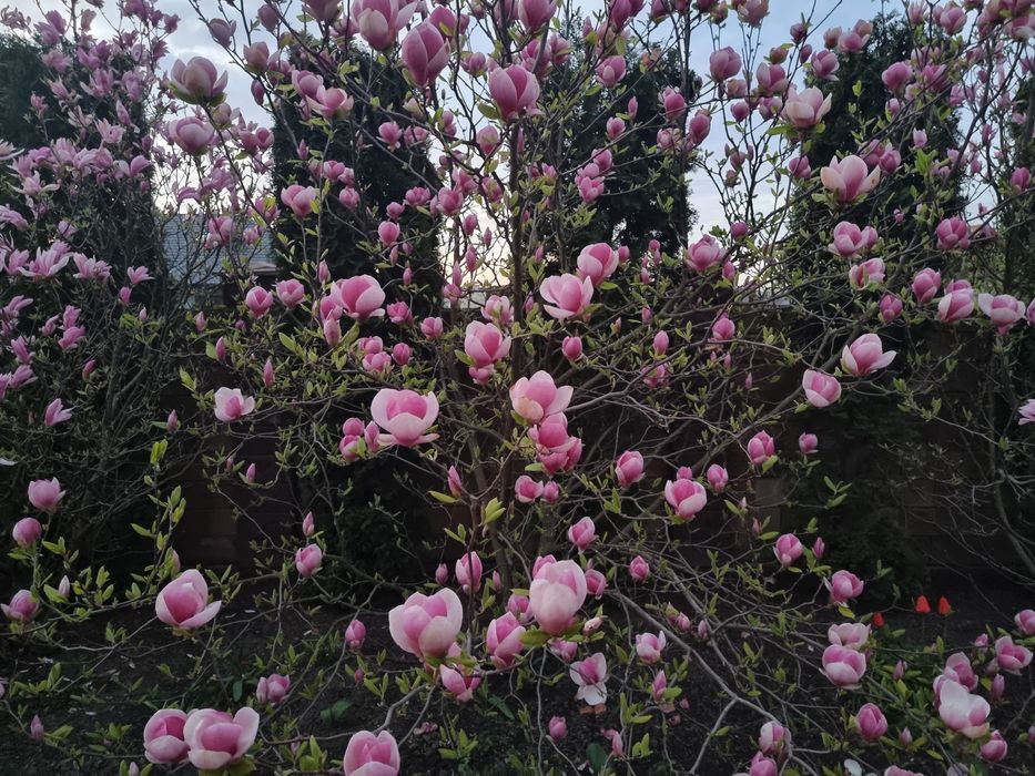 Саджанці магнолії Суланжа