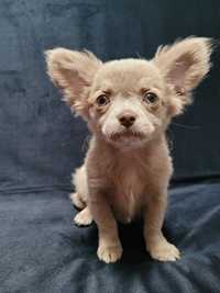Chihuahua chłopczyk Billy