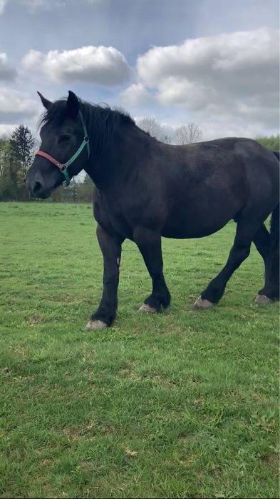 klacz zimnokrwista + źrebak klaczka