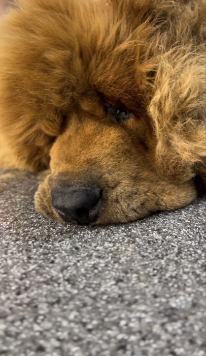 Грумінг Великих пород