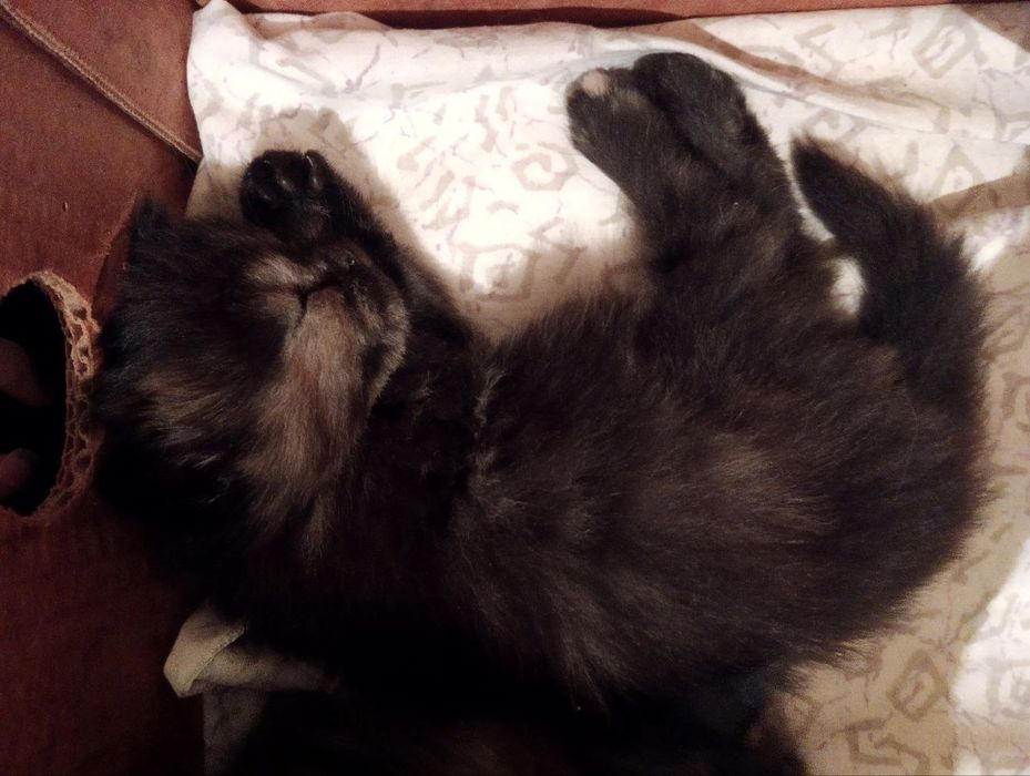 Очаровательные пушистые котята ищут дом