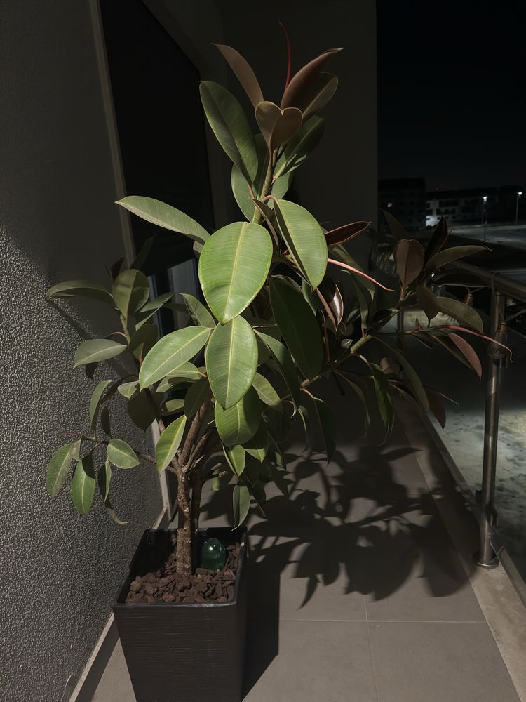 Plantas verdadeiras grandes