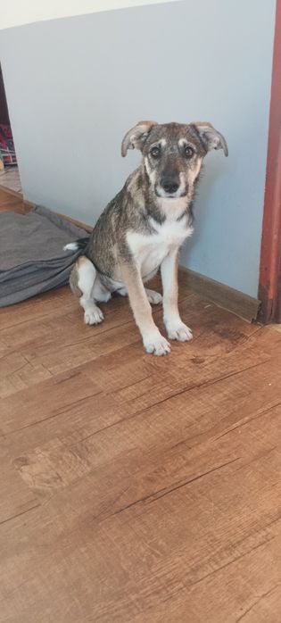 Tosia 8 miesięczna suczka szuka domu