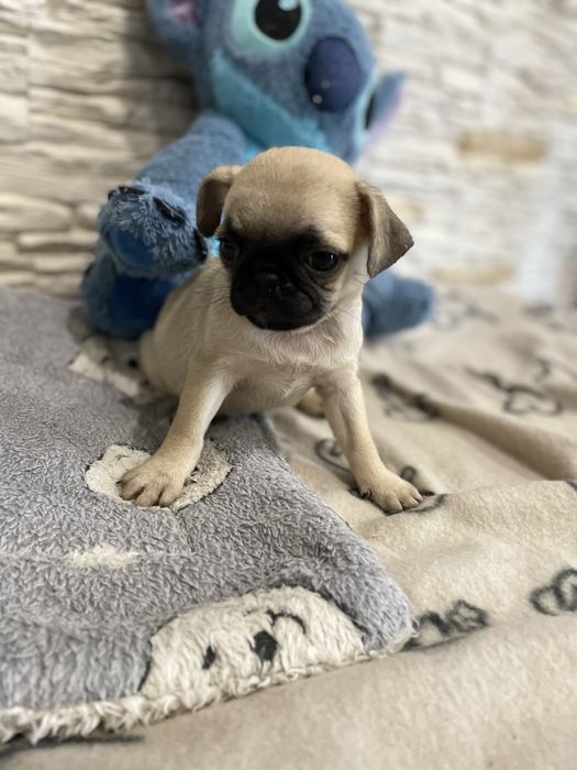 Mops  rasowa śliczna sunia