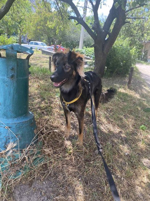 В надійну родину!!