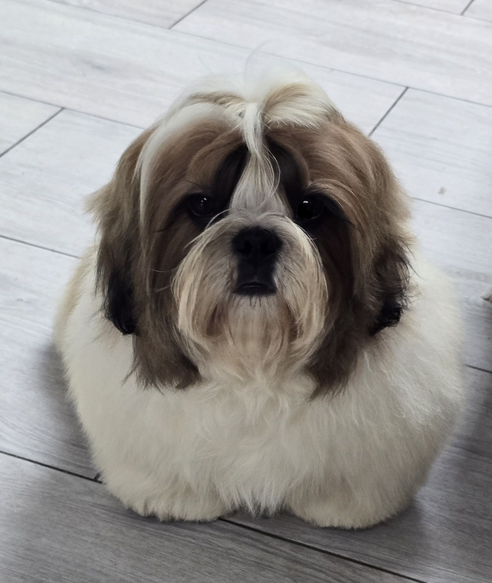 Piesek Shih tzu ZKWP