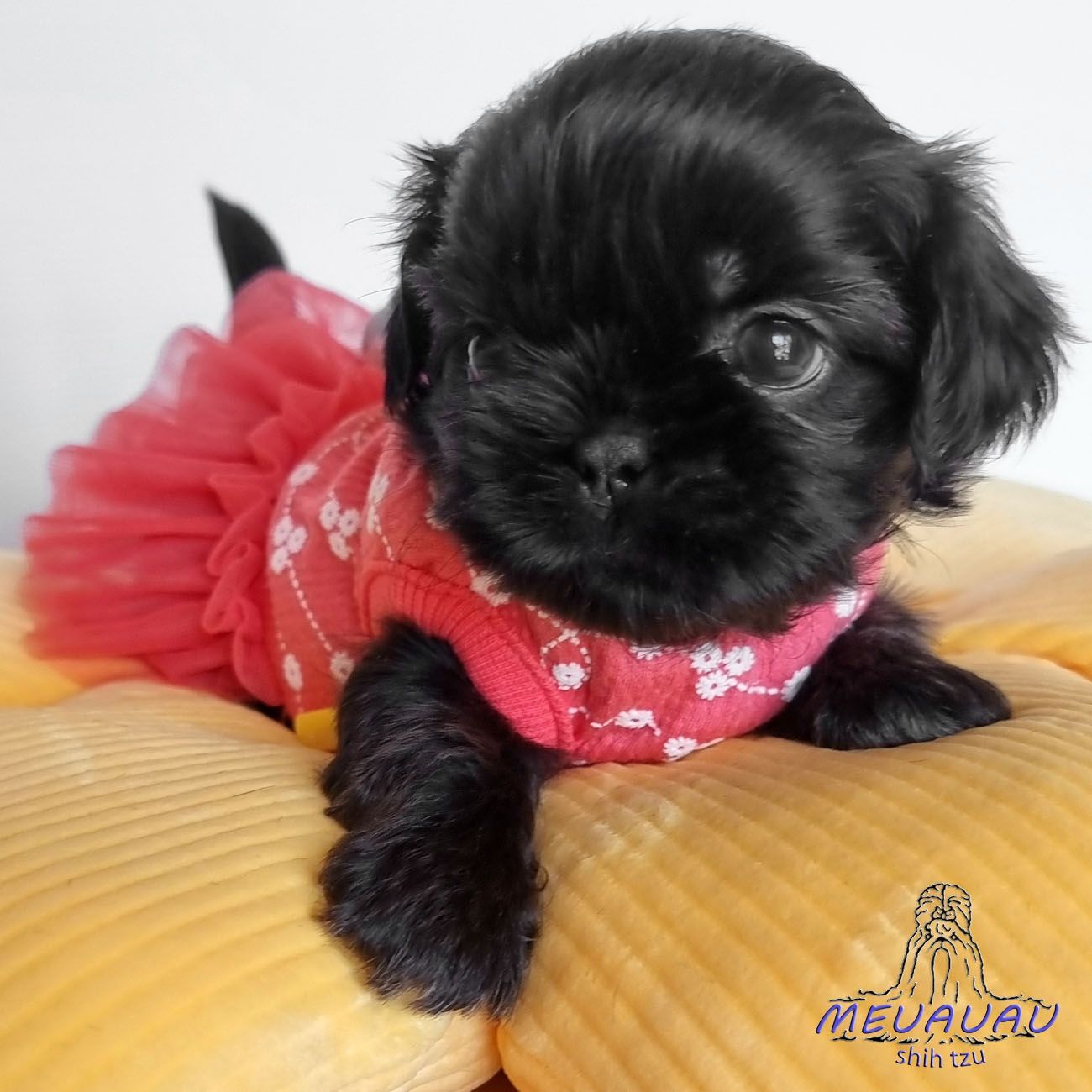 Filhote Fêmea Shih Tzu
