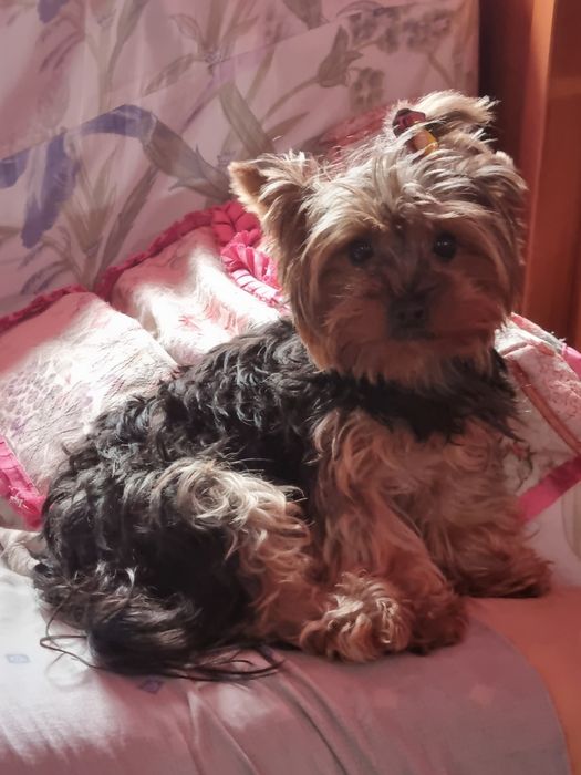 Yorkshire Terrier mini