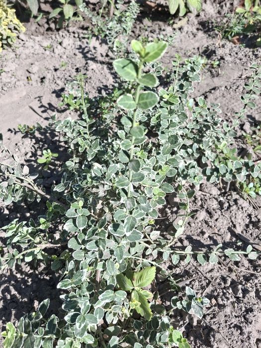 Саджанці лаванди,бересклета,ромашки та інших рослин