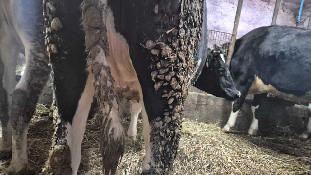 Jałowice wysokocielne  2 sztuki HF termin 4 i 16 styczeń 2026