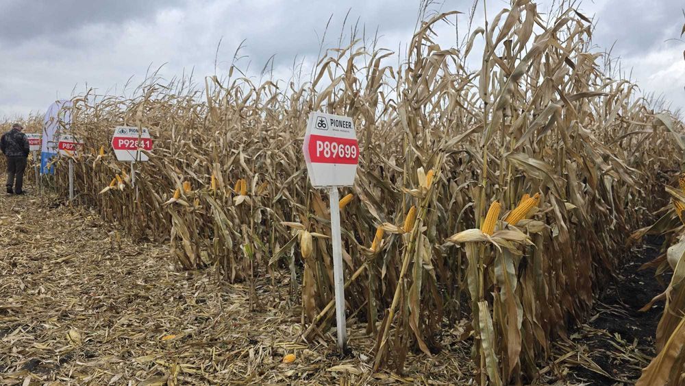 Kukurydza Pioneer P8436 P8966 P92440 P8888 wszystkie odmiany