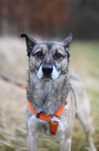 Lupo- młody pies do adopcji