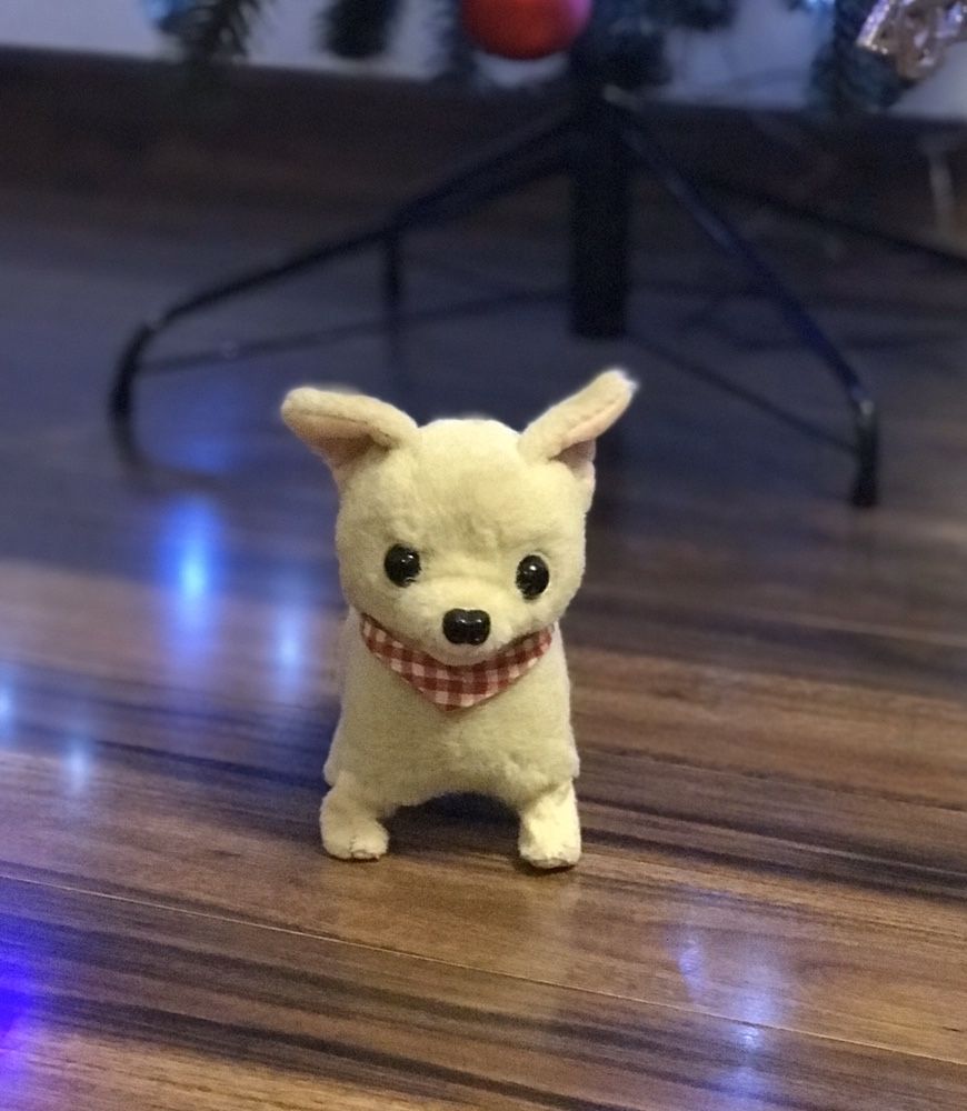 Piesek internaktywny Chihuahua
