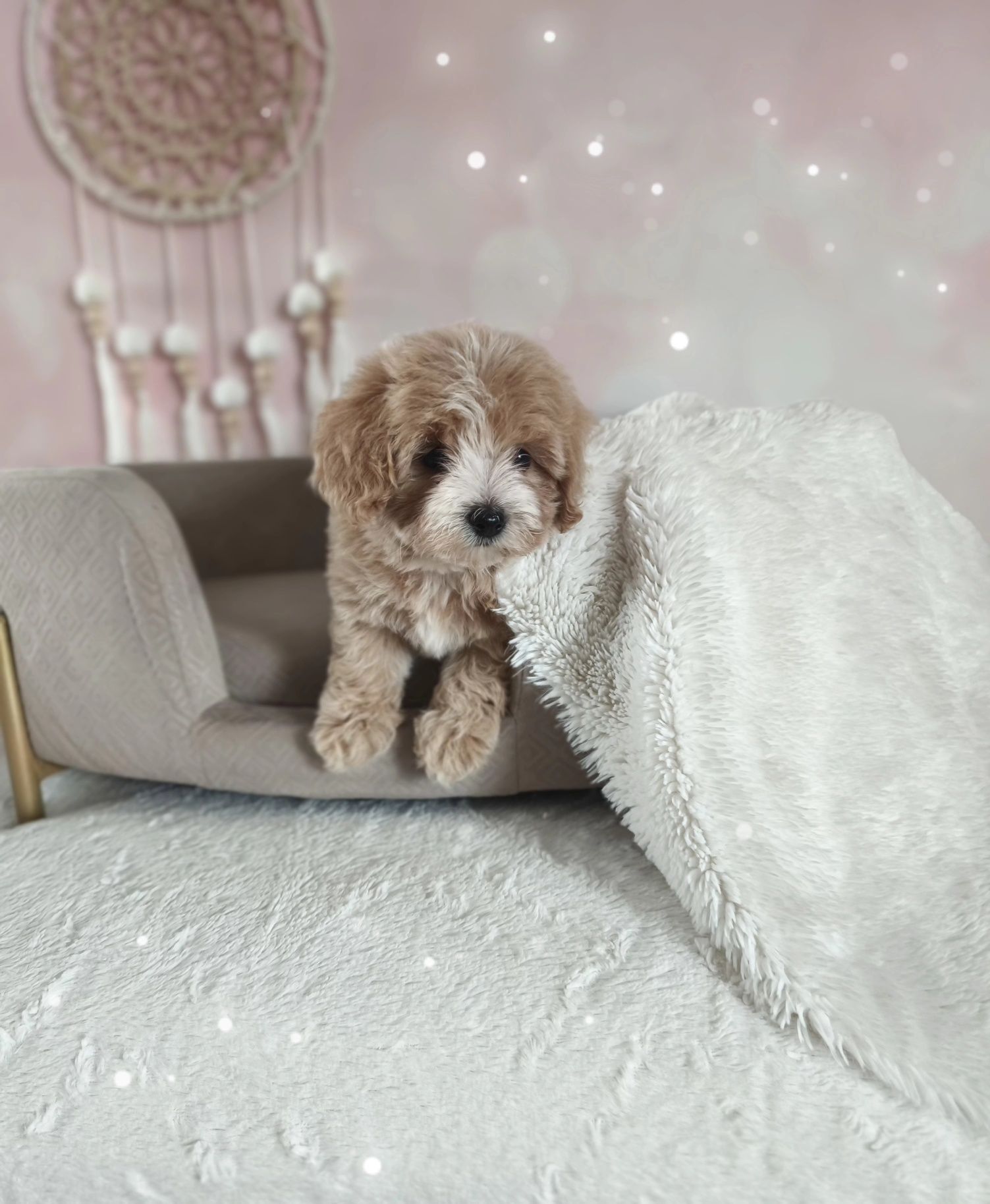 Cudowna suczka rasy maltipoo