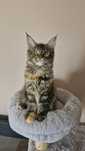 Fêmea Maine Coon - Torbie (com LOP)