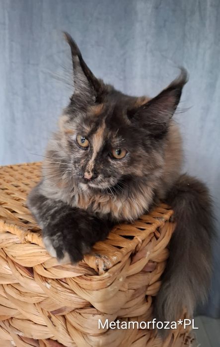 Kotka maine coon / ew. do hodowli