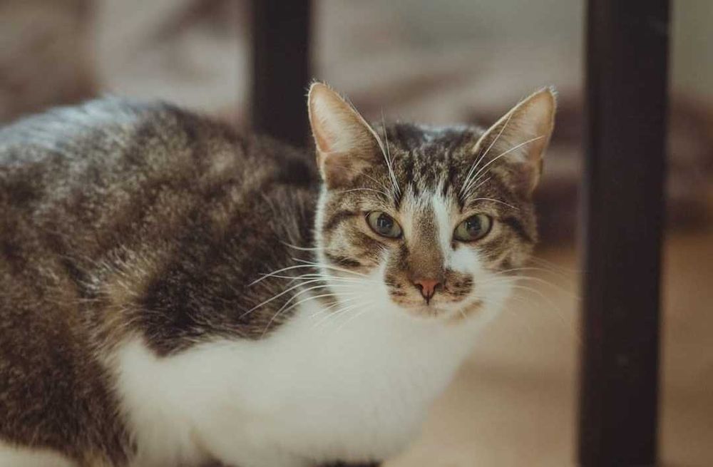 Nieśmiały kocurek o pięknym umaszczeniu już 2 lata czeka na dom :/