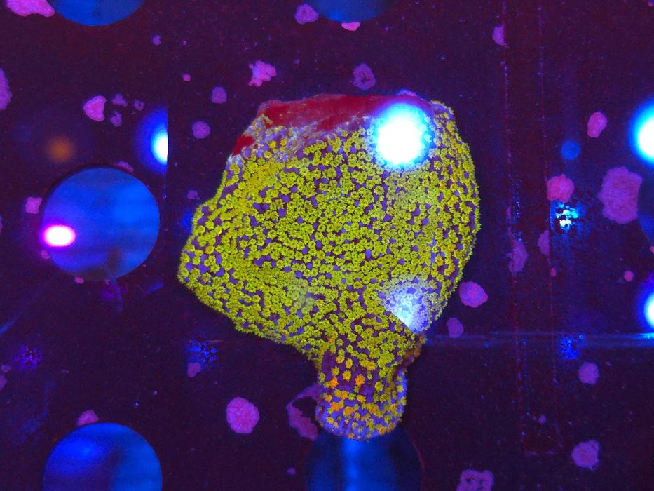 Montipora danae Rainbow Frag Koralowce SPS