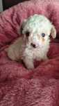 Caniche toy macho