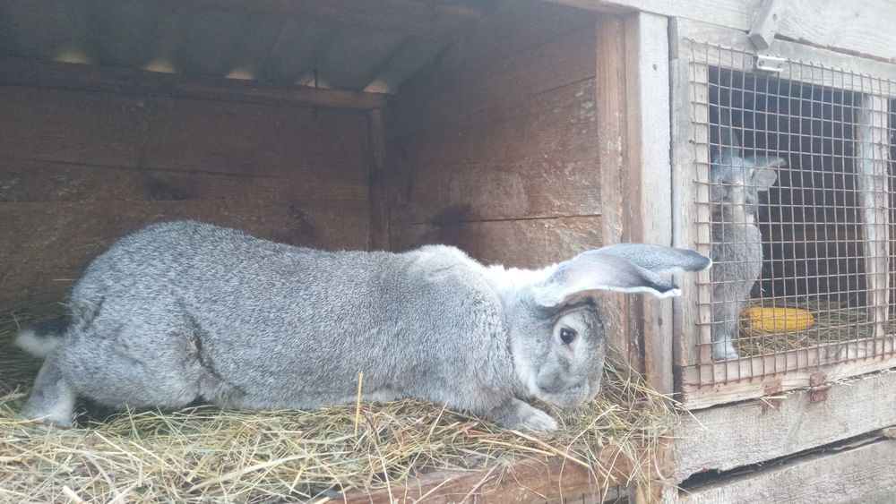 Продам кролі. Спаровані самки.