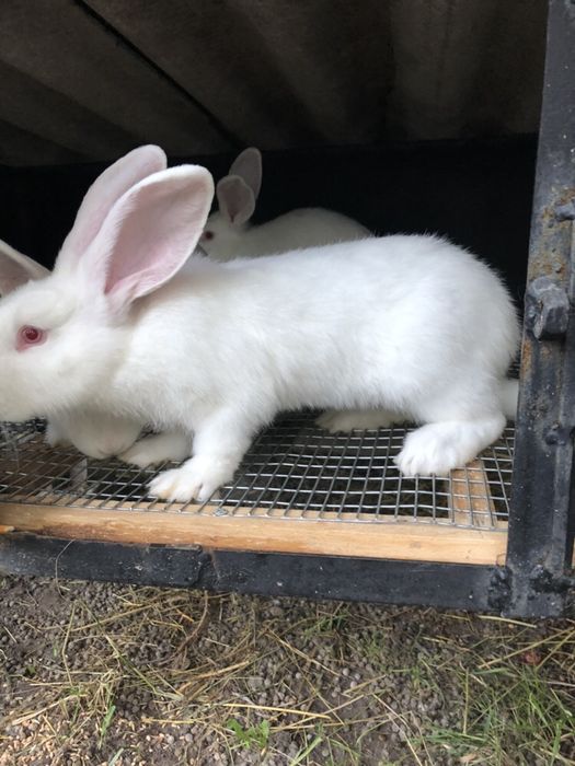 Кролики Білий панон