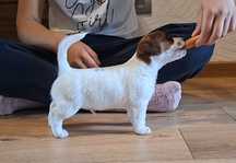 Szczeniak Jack Russell Terrier ZKwP FCI