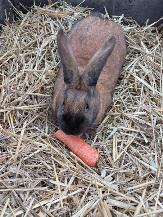 Młode Samice-królik