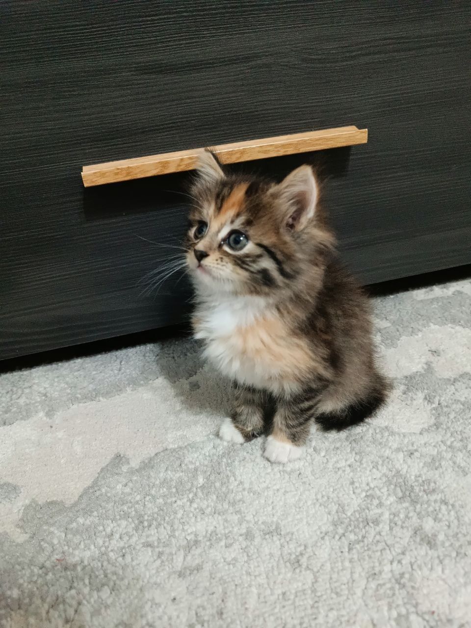 Відаємо котиків в добрі руки