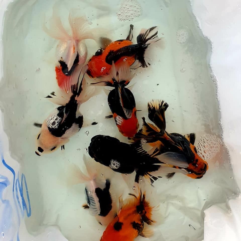 Oranda Gr A sklep zoologiczny Pirania Olsztyn wysyłka