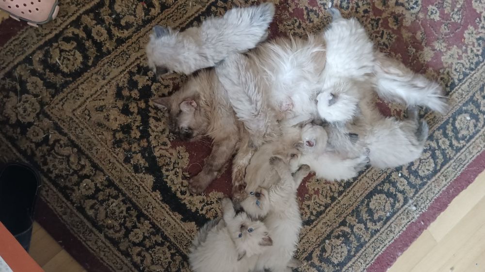 Невська маскарадна кошенята 1 міс, бронь