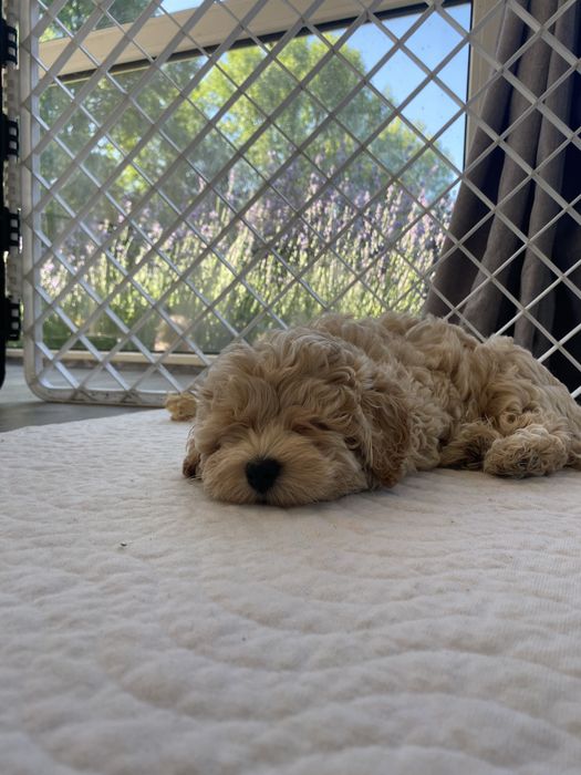 Maltipoo F1 piesek udokumentowane pochodzenie piękna gęsta okrywa