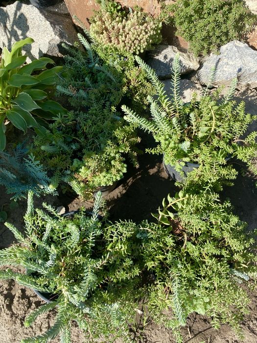 Очиток, седум