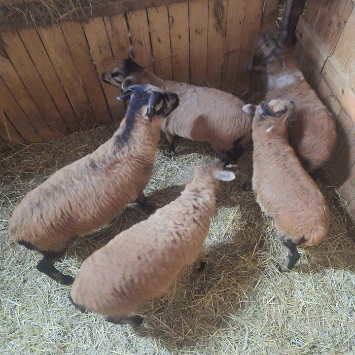 Sprzedam owce kameruńskie