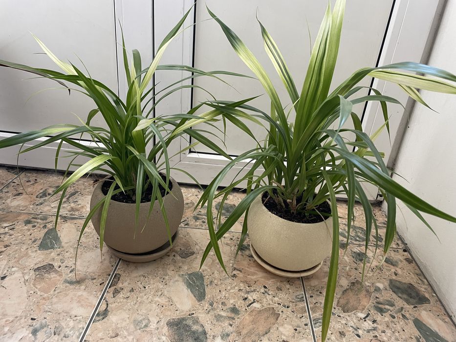 пальма пандамус з білими листями