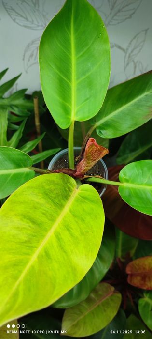 Філодендрон Карло і  принц гелексі марбл