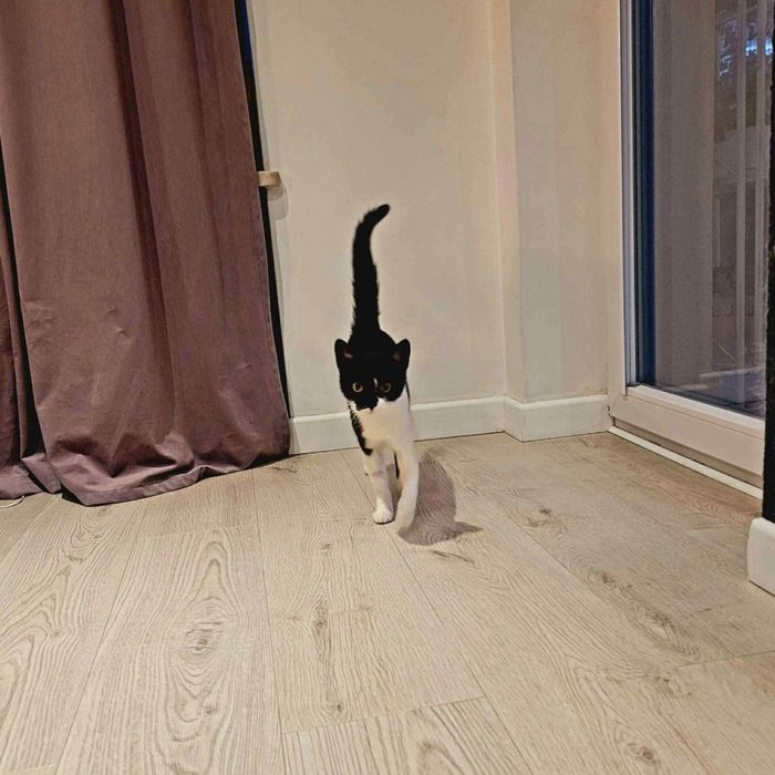 Trufelka szuka kochającego domu