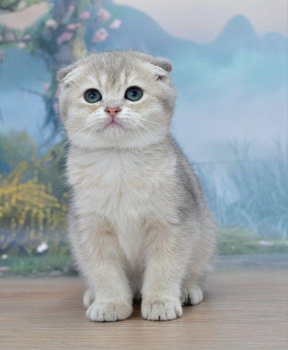 Скотиш фолд девочка