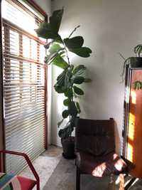 Planta Ficus Lyrata Natural de grande dimensão
