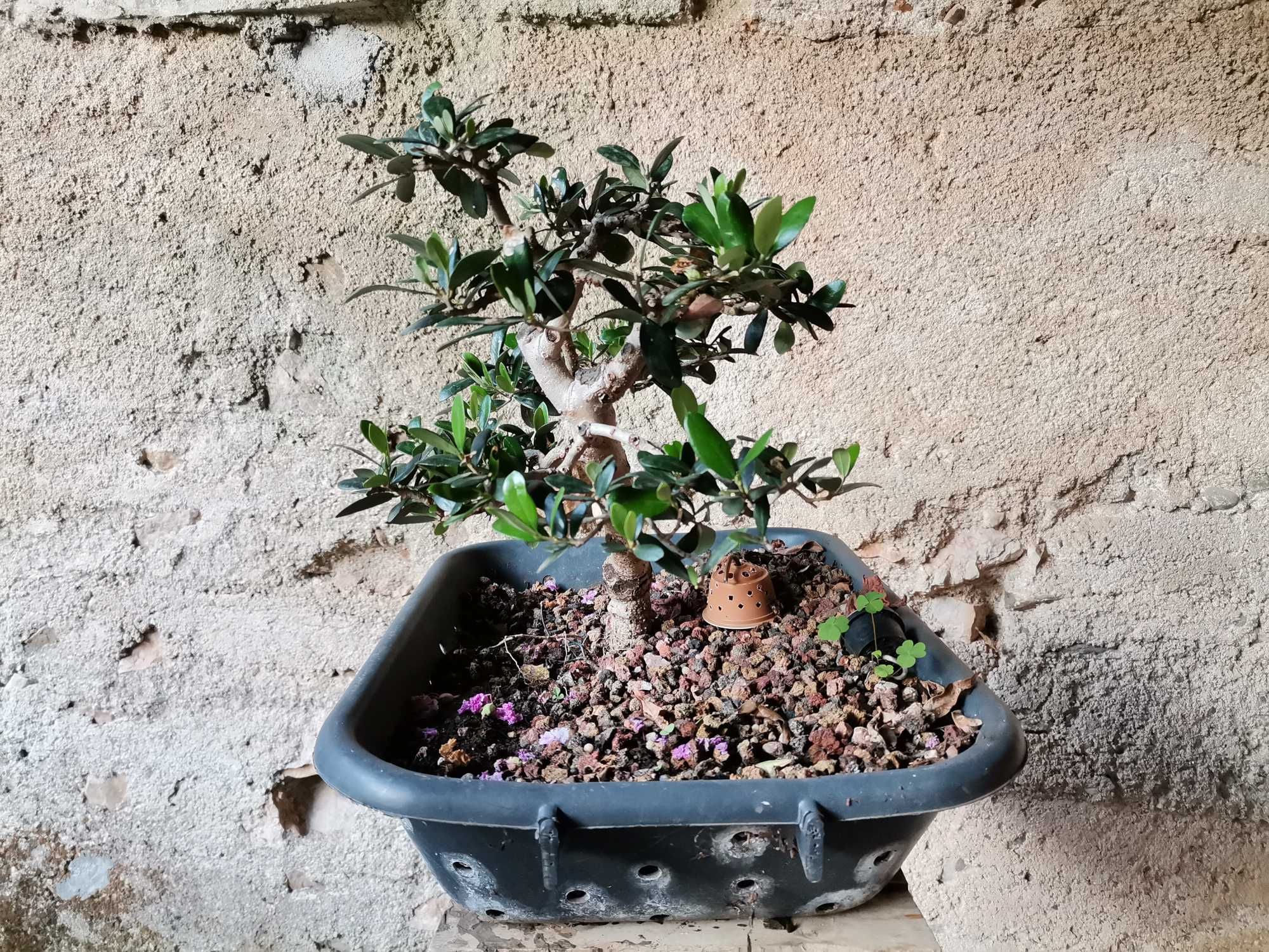 Pré-Bonsai de "Oliveira Europeia" - *VENDA URGENTE (DESOCUPAR)*