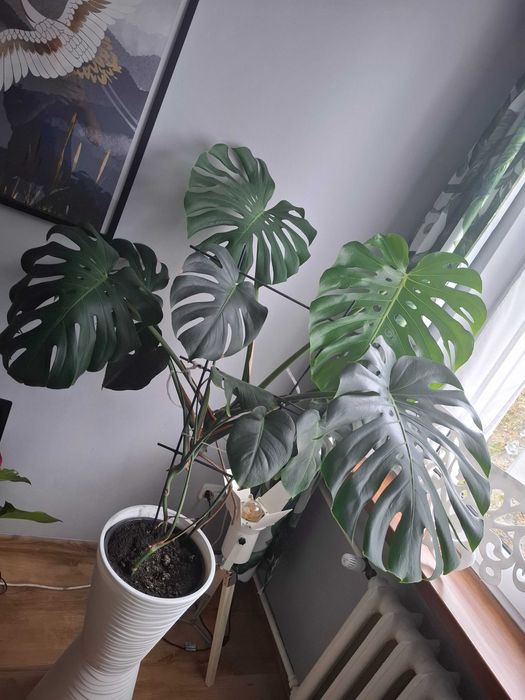 Monstera deliciosa