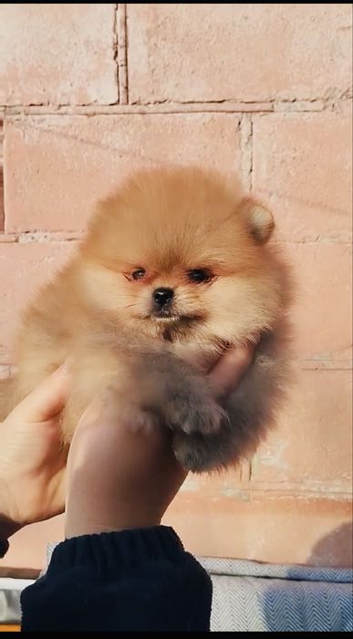 Міні хлопчики та дівчатка померанського шпіца