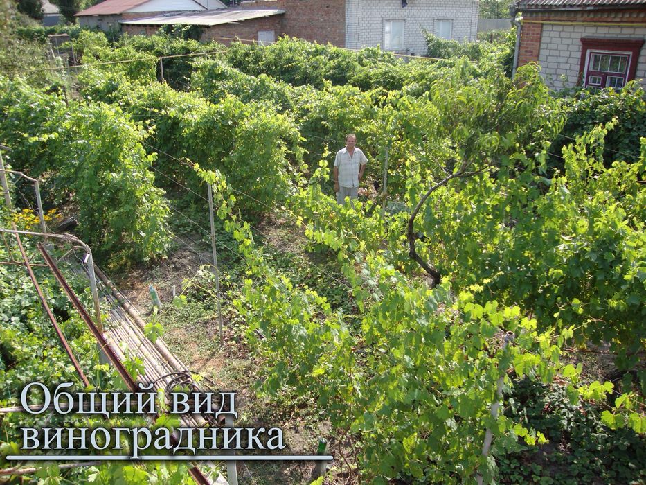 Земельна ділянка - розплідник саджанців