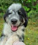 Piesek w typie border collie