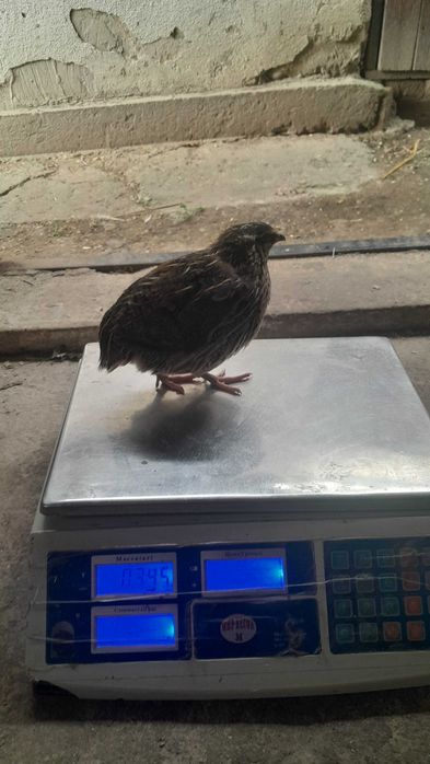 Перепілки різного віку