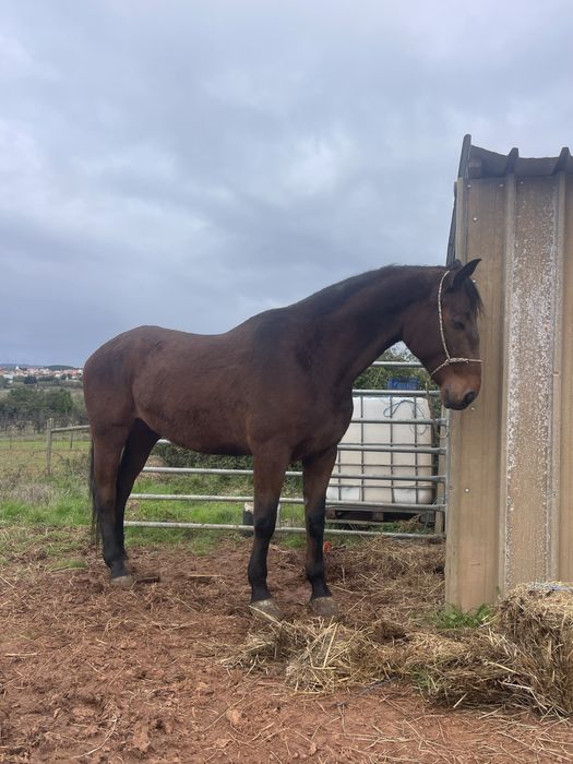 Cavalo capado super manso