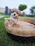 Cudowna Ciemna Dziewczynka Maltipoo Miniaturka