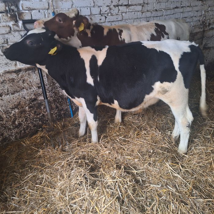 Sprzedam byka 6 miesięcy