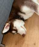 Husky Siberian Syberyjski