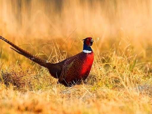 Bażant łowny kolorowy