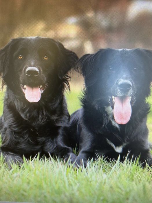 COLTRIEVER-Golden Retriever+Border Collie Jedyne w Polsce Suczka